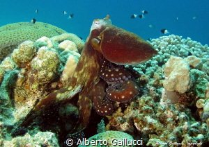 Octopus cyanea by Alberto Gallucci 